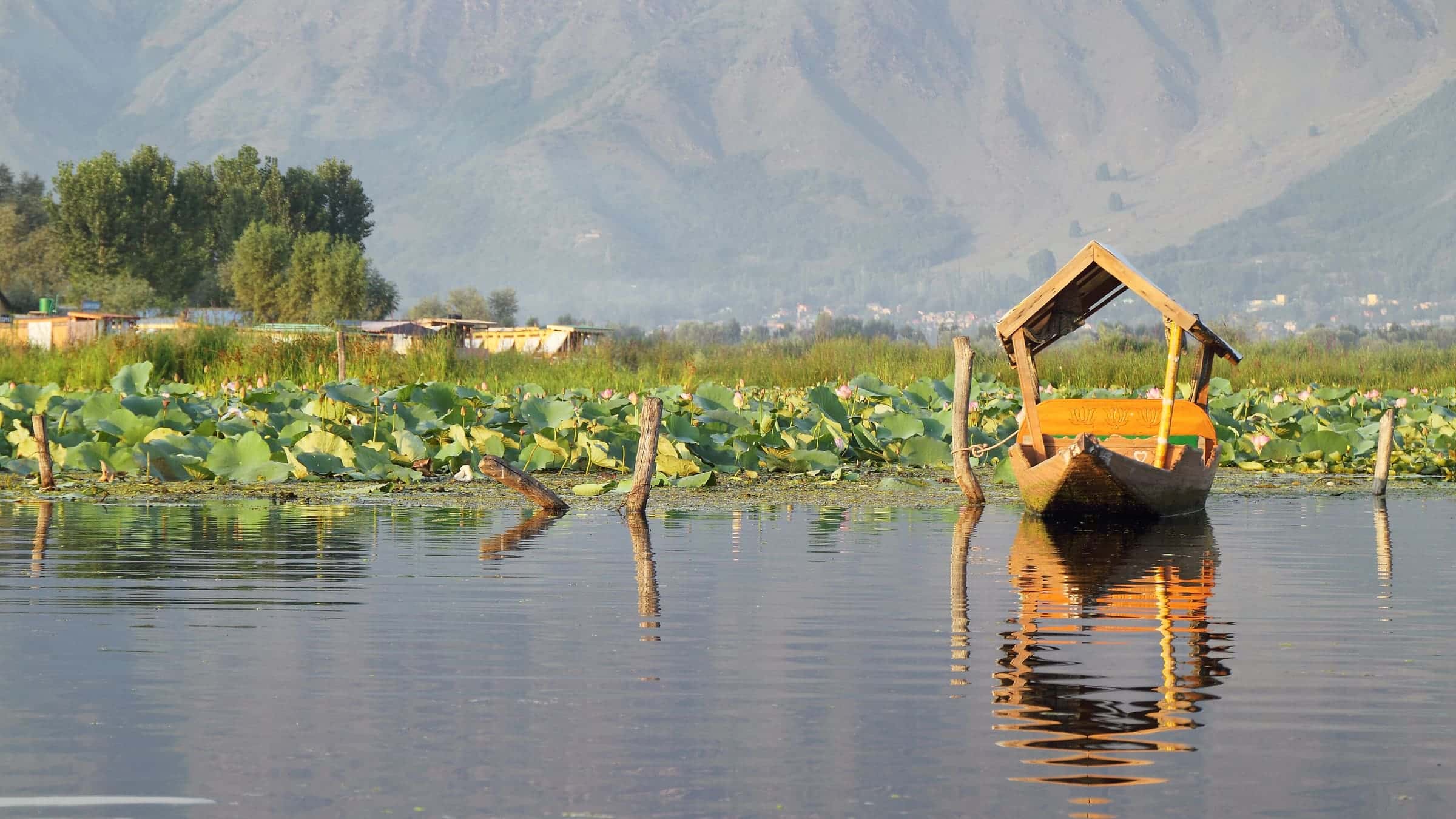 Wooden shikara moored among lotus leaves on Dal Lake, Srinagar, with mountains behind